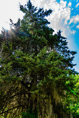 forest in the morning