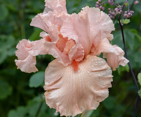 A closeup image of a pink iris flower