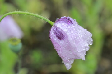 flower in the rain