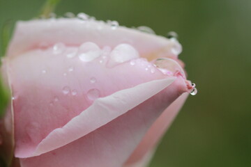 pink rose with drops