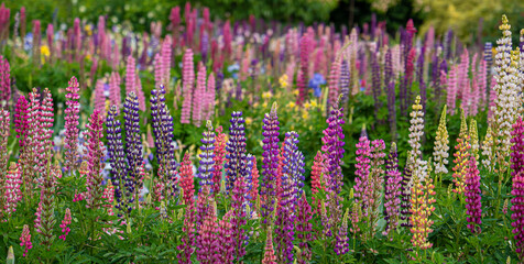 A glorious garden with columbine, iris and lupine flowers, wth a blurred background.