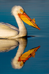 pelican on the beach