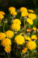 Blooming dandelion bush. Close up. Copy space. Selective focus. Summer vibes.
