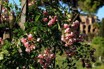 Fototapeta na wymiar In the foreground a bush of climbing pink roses, in the background out of focus trees and ancient walls of the Palatine Hill in Rome.