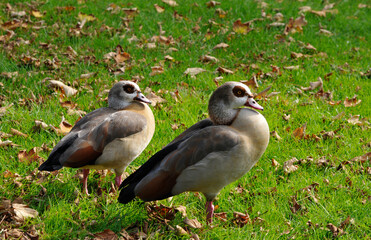 nilgänse auf einer wiese