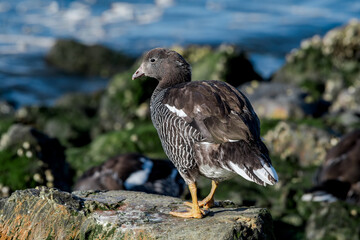 Kelp Goose (Chloephaga hybrida) female on lagoon in Ushuaia, Land of Fire (Tierra del Fuego), Argentina