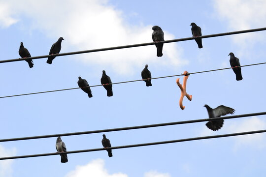 pigeons on wires with partly white clouds blue sky  on background.