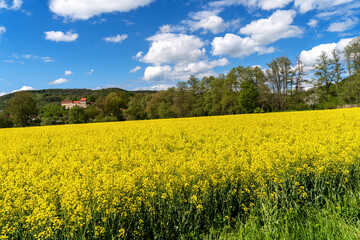 Obraz premium Rapsfeld vor der Burg in Creuzburg