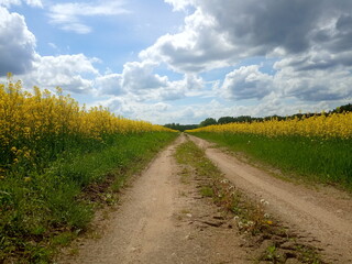 Fototapeta premium landscape of canola or rapeseed farm field and road