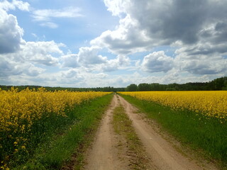  landscape of canola or rapeseed farm field and road
