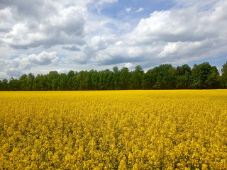 Obraz premium landscape of canola or rapeseed farm field