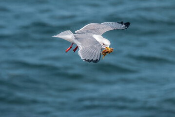 Red-legged Kittiwake (Rissa brevirostris) at St. George Island, Pribilof Islands, Alaska, USA