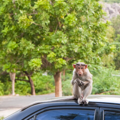 Bonnet Macaque on a Car Roof