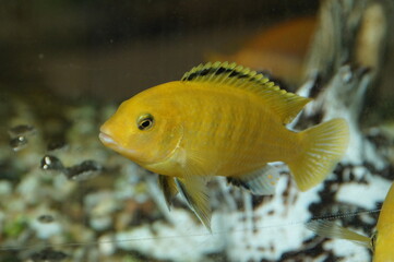 fish in aquarium