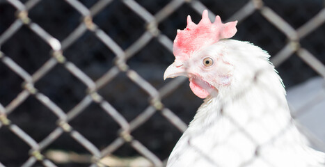 White chicken behind bars, close-up. Farm, birds