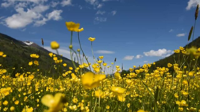 fiori gialli aria vento natura naturale 