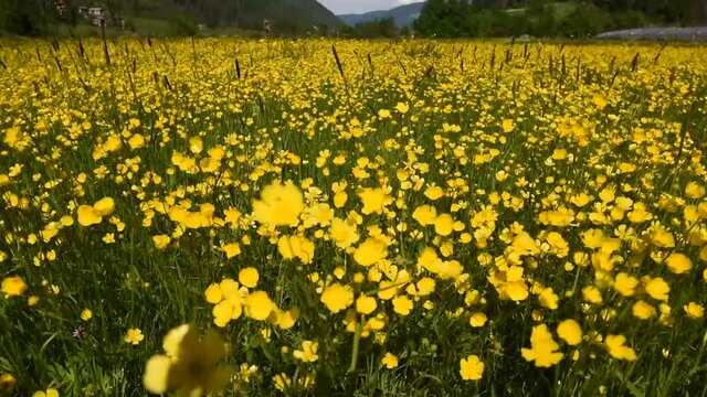fiori gialli prateria vento prato montagna colore 
