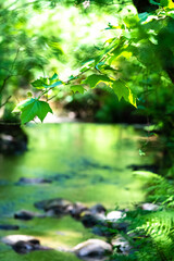 Fototapeta na wymiar River waters hidden in a forest with stones and fresh leaves