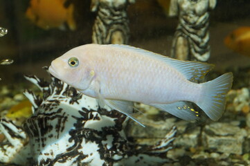 fish in aquarium
