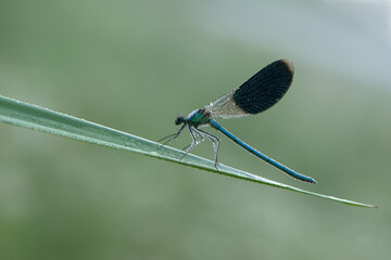 Beautiful damselfly Calopteryx splendens  of morning dew in the summer preparing to meet a new day