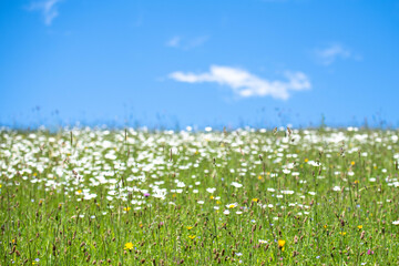 A field of daisy flowers, blue sky with a cute white cloud