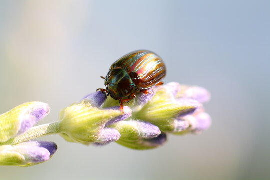 Macro close-up of a brightly-colored shiny Rosemary beetle (Chrysolina americana) on emerging lavender flowers (Lavandula)
