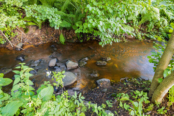 Beautiful view of small stream in green forest. Sweden.