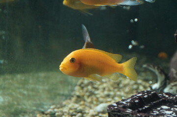 Fototapeta premium fish in aquarium