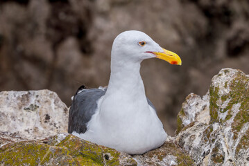 Western Gull (Larus occidentalis) in Malibu Lagoon, California, USA