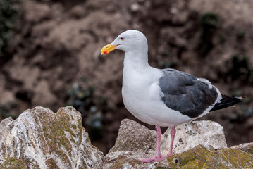 Western Gull (Larus occidentalis) in Malibu Lagoon, California, USA