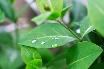 Honeysuckle branches after rain, water drops on the leaves.