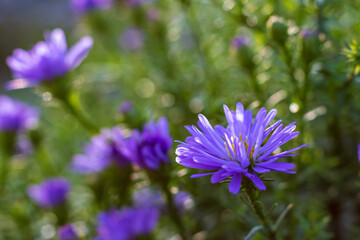 purple aster flowers in the green meadow, closeup and selective focus