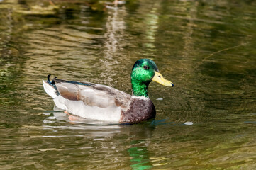 Obraz premium Mallard (Anas platyrhynchos) in Malibu Lagoon, California, USA