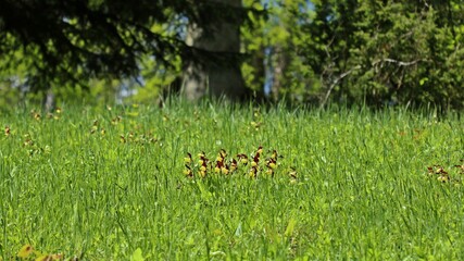 Gelber Frauenschuh (Cypripedium calceolus)