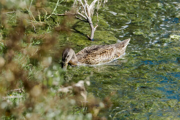 Mallard (Anas platyrhynchos) in Malibu Lagoon, California, USA