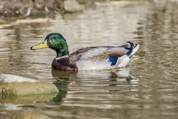 Mallard (Anas platyrhynchos) in Malibu Lagoon, California, USA