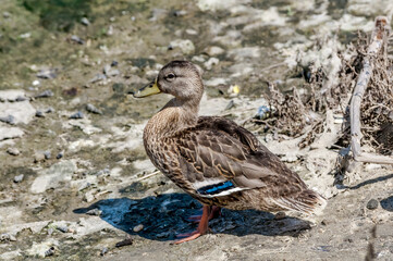 Mallard (Anas platyrhynchos) in Malibu Lagoon, California, USA