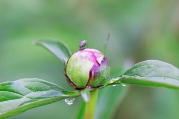 Fly and raindrops on a peony bud in the garden.