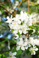 Fototapeta premium Fluffy white blossoming flowers with green leaves
