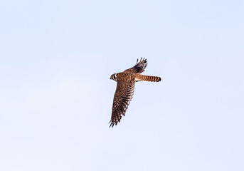A female American Kestrel, maneuvering a turn and showing its pretty, barred feather pattern.
