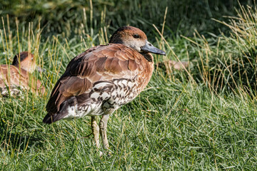 West Indian Whistling Duck (Dendrocygna arborea) in park