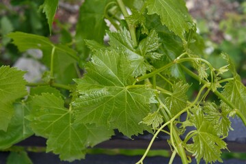 Beautiful grapes leaves in a vineyard. Vines grown in the garden. Farming in the home garden.
