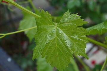 Beautiful grapes leaves in a vineyard. Vines grown in the garden. Farming in the home garden.