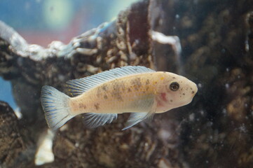 fish swimming in aquarium