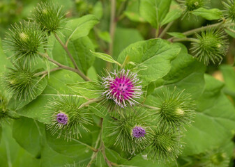 Purple burdock plant in field close up	