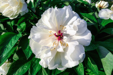 Spring blooming white peony flowers in botanical garden
