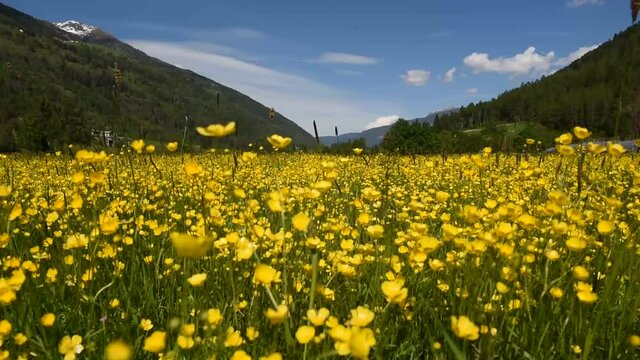 fiori gialli campo fiorito giallo vento aria 
