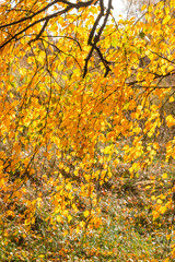 Golden fall. Silver Birch (Betula pendula) in deciduous forest in Central Russia