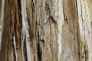 Tree bark texture