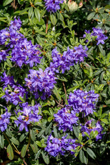 Obraz premium Dwarf Purple Rhododendron (Rhododendron impeditum) in park